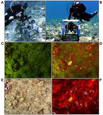 In situ Analysis of Coral Recruits Using Fluorescence Imaging